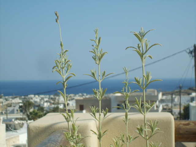 Dachterrasse Romiqueviews Emporio 